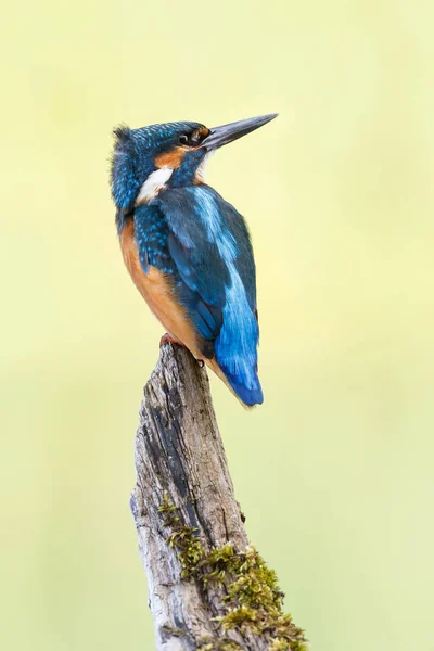 Kingfisher pájaro en una rama —  Fotos de Stock