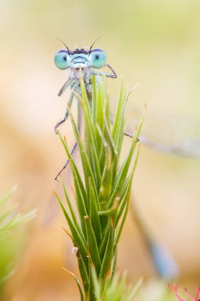 매크로 사진의 damselfly — 스톡 사진