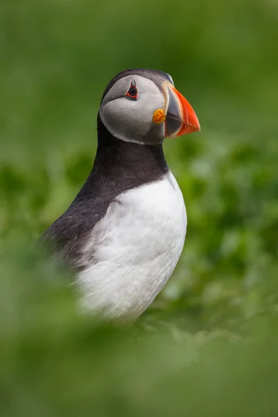 Lunnefågel fågel — Stockfoto