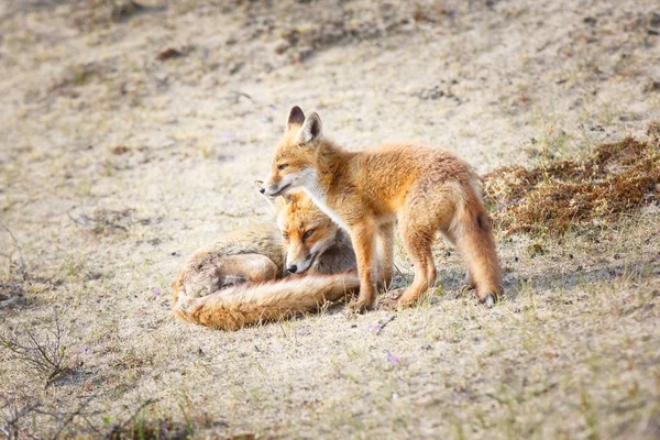 Красный лис с детёнышем — стоковое фото