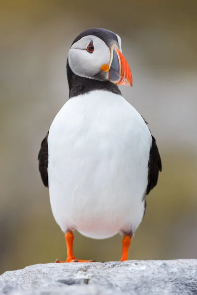 Puffin pássaro de perto — Fotografia de Stock