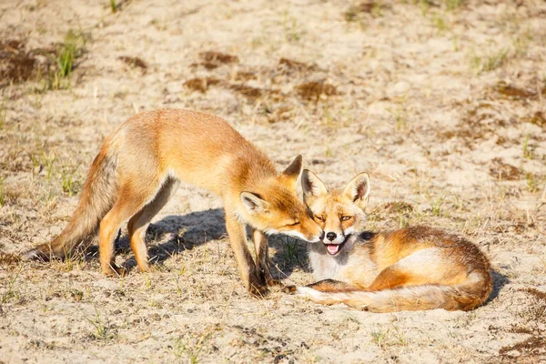 Deux jeunes renards rouges — Photo