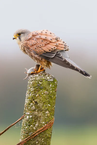 Pájaro cernícalo con ratón — Foto de Stock