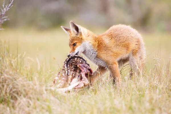 Red fox s kořistí — Stock fotografie