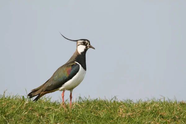 Northern lapwing on meadow — Stock Photo, Image