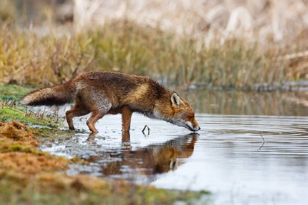 Volpe che beve al torrente — Foto Stock