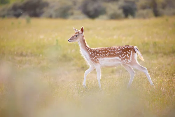 Jachères dans la nature — Photo