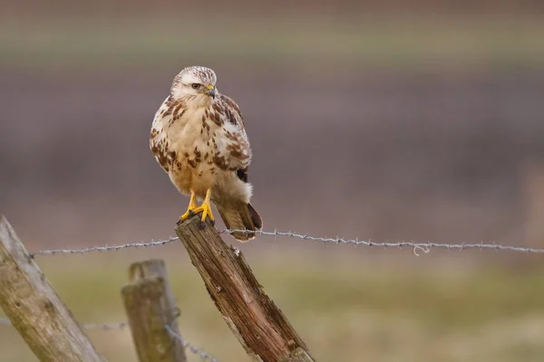 Buzzard on a wooden pole — Stock Photo, Image