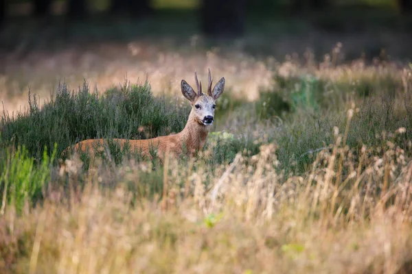 Europäisches Reh — Stockfoto