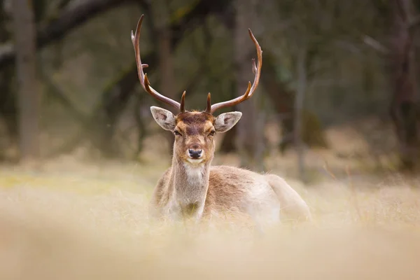 Ciervos de poca profundidad en la naturaleza — Foto de Stock