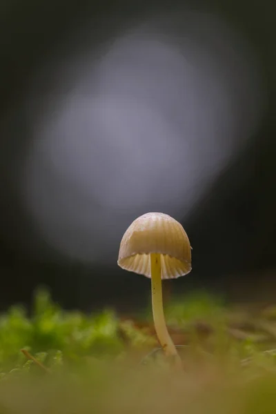 Close up of mushroom in the forest — Stock Photo, Image