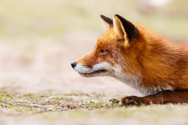 Wilde rode vos — Stockfoto