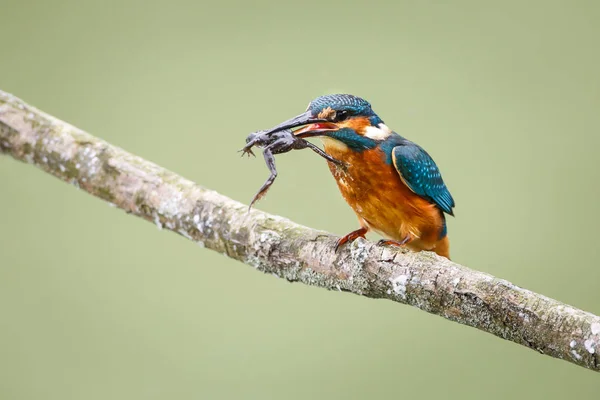 Ledňáček říční se žába v zobáku — Stock fotografie