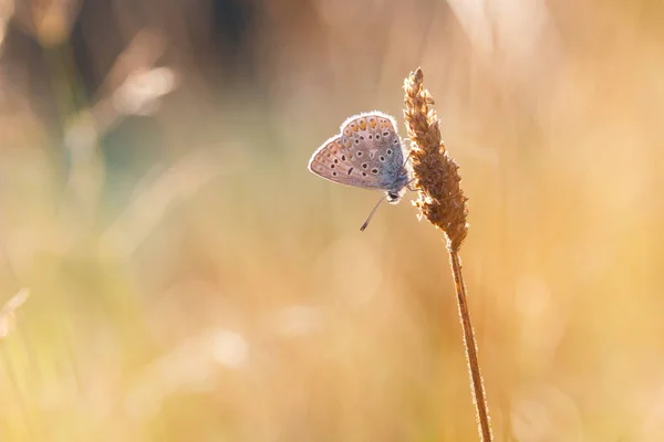 Vanlig blå fjäril — Stockfoto