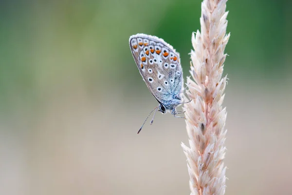 Borboleta azul comum — Fotografia de Stock