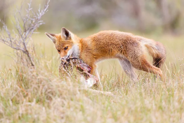 Red fox s kořistí — Stock fotografie