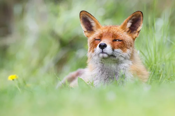 Divoká červená liška — Stock fotografie