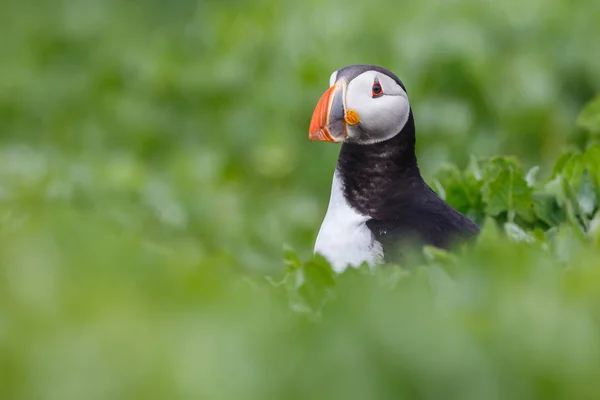 Ατλαντικού puffin πουλί — Φωτογραφία Αρχείου