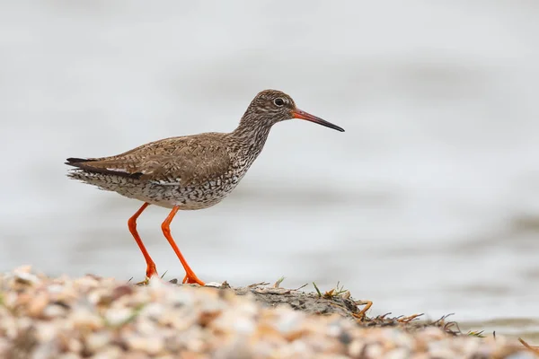 Wspólne redshank ptak — Zdjęcie stockowe