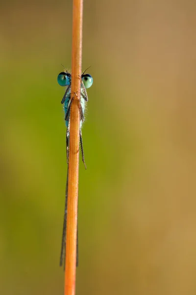 Image de demoiselle cachée — Photo