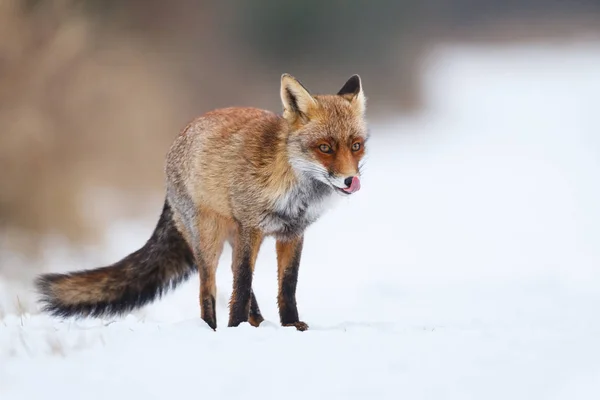 Renard roux dans la neige — Photo