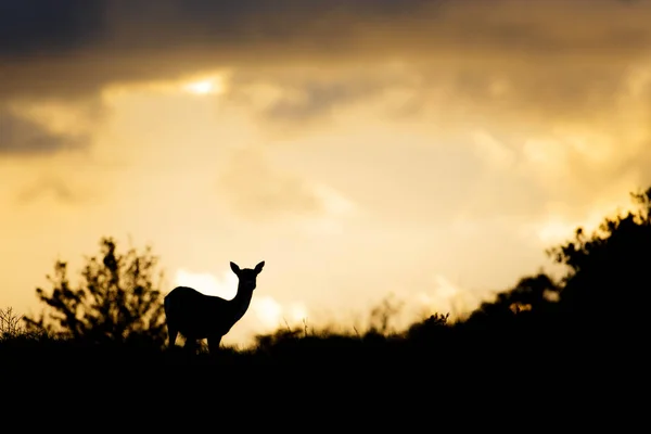Fallow deer at sunset — Stock Photo, Image