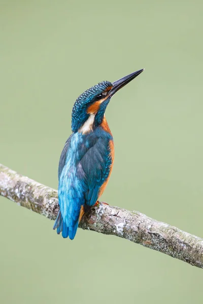 Kingfisher Bird em um ramo — Fotografia de Stock