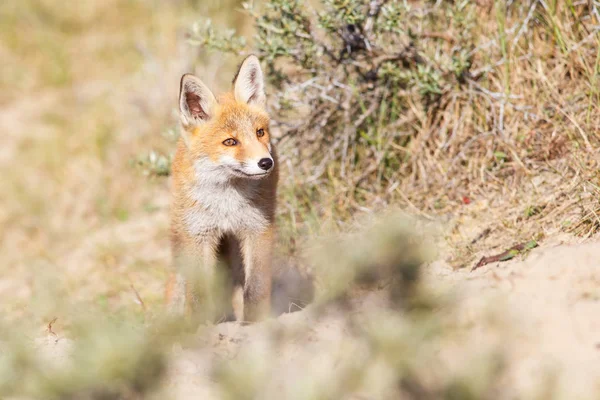 Άγρια κόκκινη αλεπού cub — Φωτογραφία Αρχείου