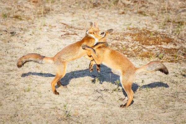 赤キツネの戦い — ストック写真