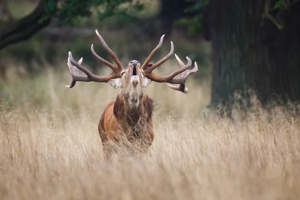 Roaring red deer stag — Stock Photo, Image