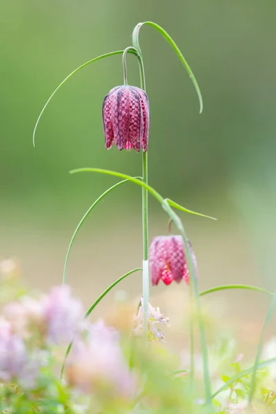 Fritillary κεφάλι φιδιού — Φωτογραφία Αρχείου