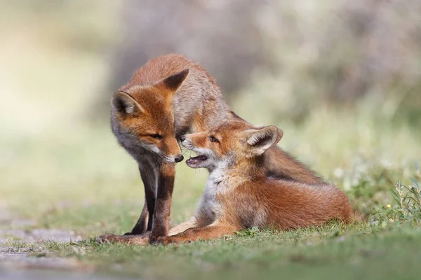 Dois filhotes de raposa vermelha selvagem — Fotografia de Stock