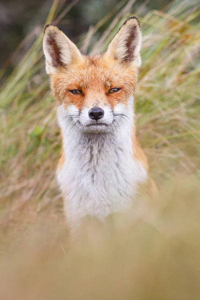 Vildröd räv — Stockfoto