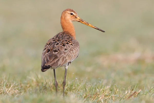 Černý sledoval godwit — Stock fotografie