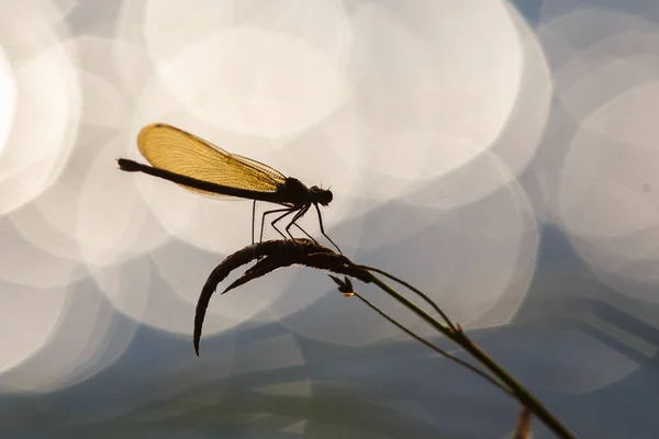 Macro picture of damselfly — Stock Photo, Image