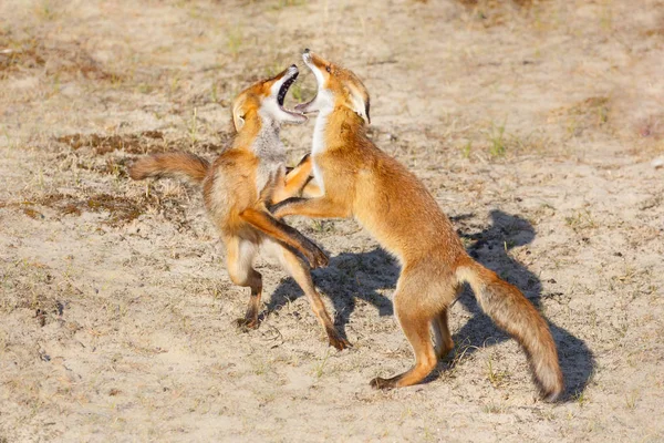 Luta contra as raposas vermelhas — Fotografia de Stock