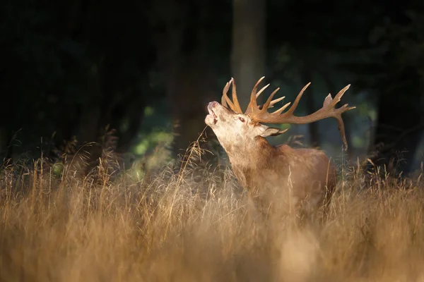 Cerf rouge rugissant — Photo