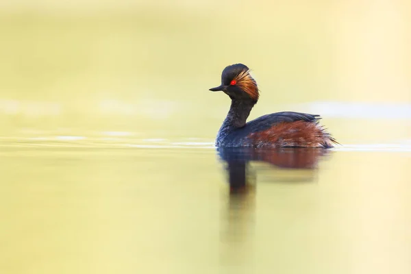 Haubentaucher schwimmt — Stockfoto