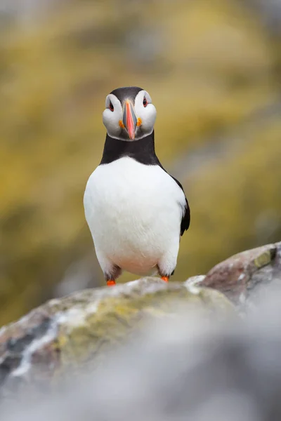 Ατλαντικού puffin πουλί — Φωτογραφία Αρχείου