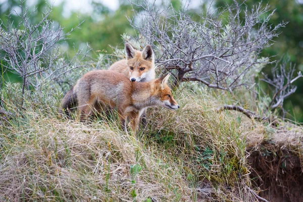 Dois filhotes de raposa vermelha selvagem — Fotografia de Stock