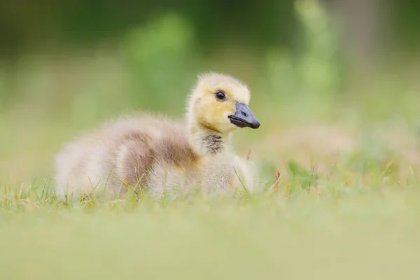 Lindo pequeño gosling — Foto de Stock