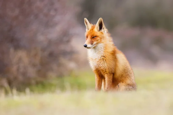 Volpe rossa selvatica — Foto Stock