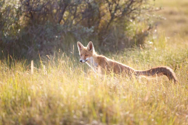 Renard roux sauvage — Photo