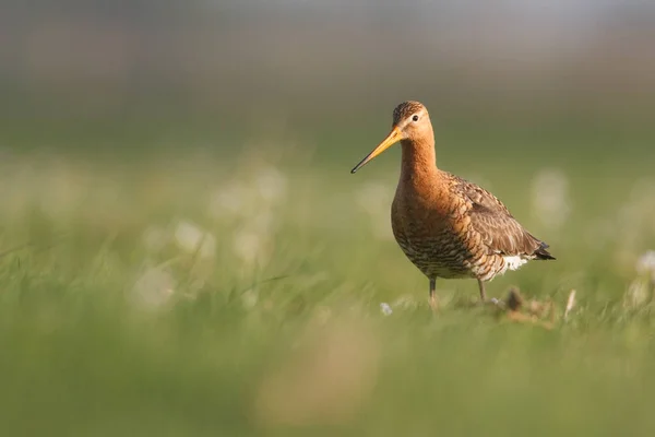 Godwit à queue noire — Photo