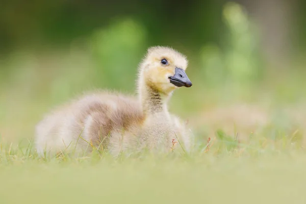 Lindo pequeño gosling — Foto de Stock