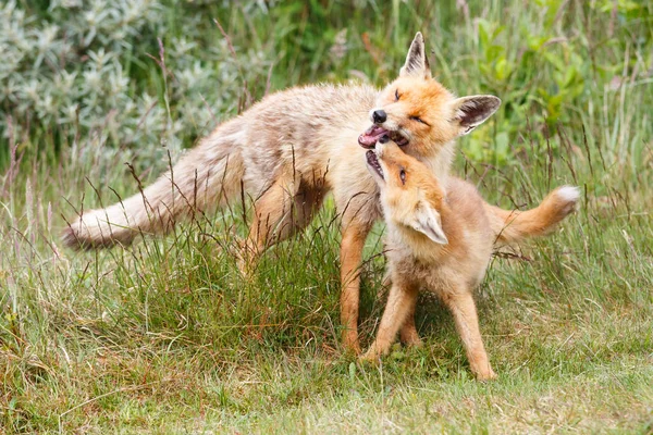 Zorro rojo con cachorro — Foto de Stock