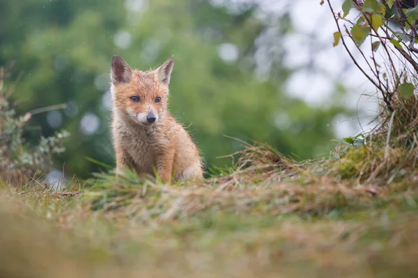 Rotfuchsjunges — Stockfoto