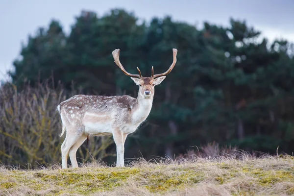 Damwild während der Brunftzeit — Stockfoto