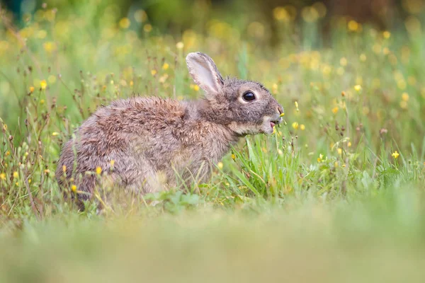 Дикий кролик у траві — стокове фото