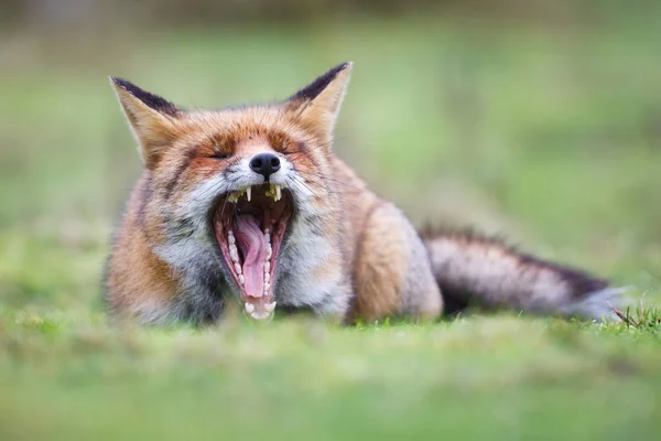 Wild red fox — Stock Photo, Image